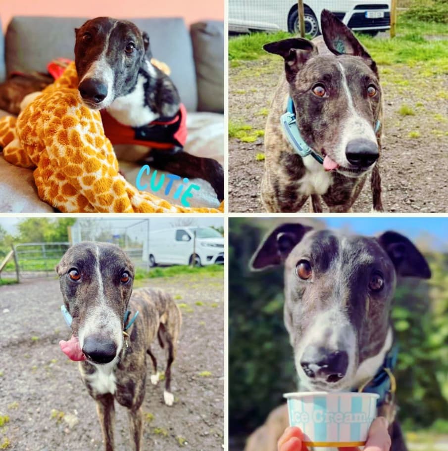 Cash, a Greyhound looking for a home through RIGHT (Rehoming Irish Greyhounds Team)