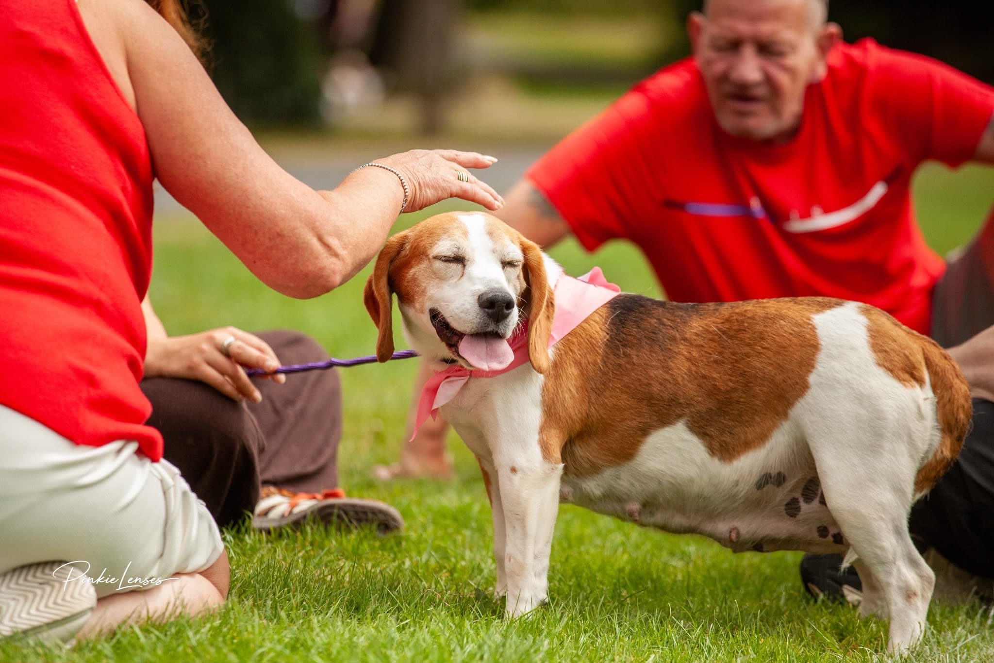 Lottie, a Beagle looking for a home through Almost Home Animal Rescue NI