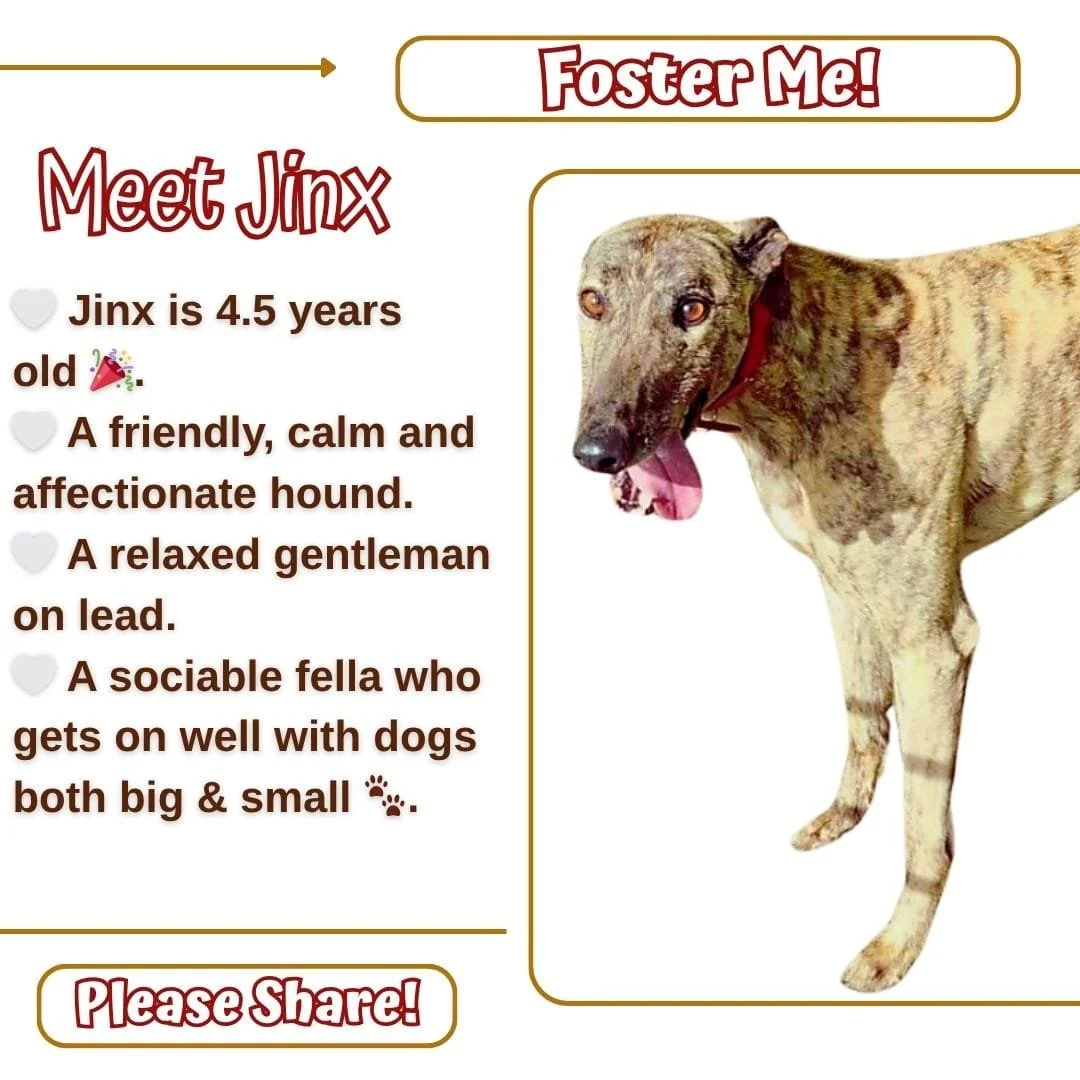 Jinx, a Greyhound looking for a home through RIGHT (Rehoming Irish Greyhounds Team)
