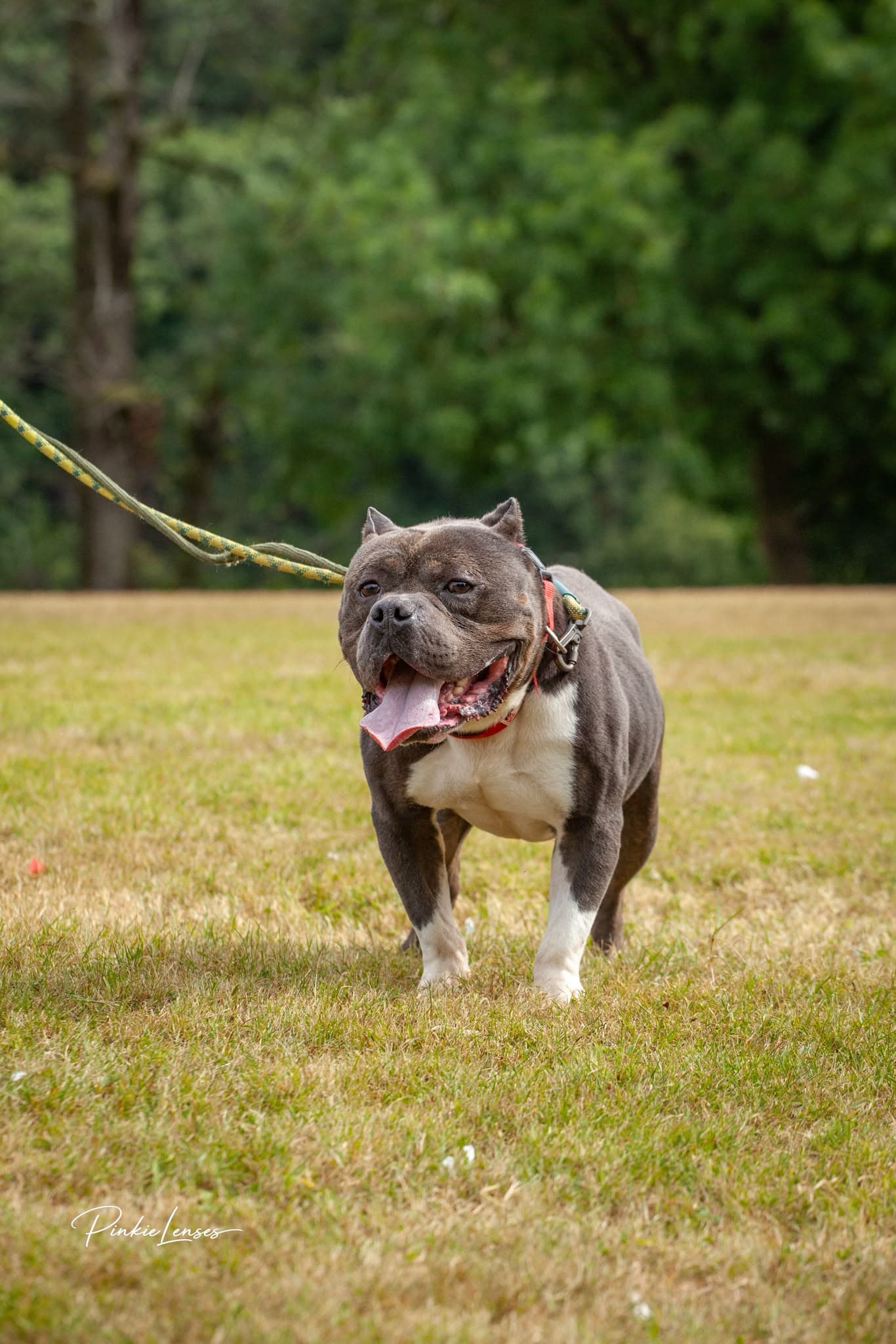 Zeus, a Crossbreed looking for a home through Almost Home Animal Rescue NI