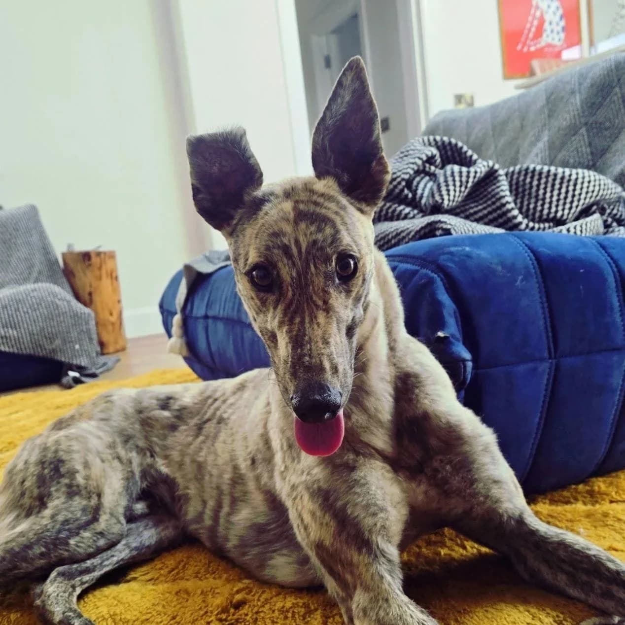 Jake, a Greyhound looking for a home through RIGHT (Rehoming Irish Greyhounds Team)