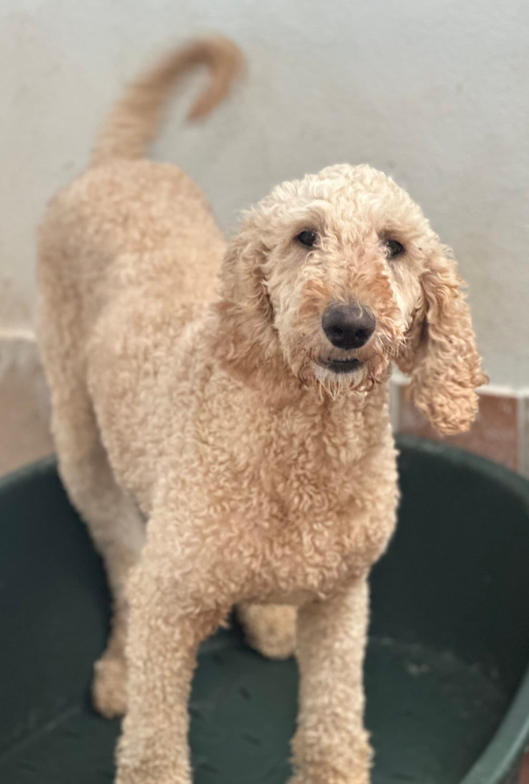 Mallow, a Large Doodle looking for a home through Almost Home Animal Rescue NI