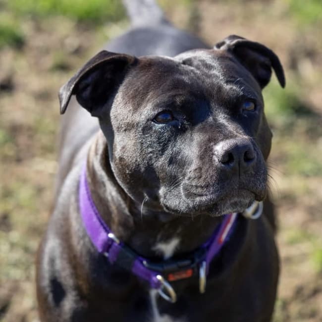 Jemima, a Staffordshire Bull Terrier looking for a home through Northern Ireland Staffordshire Bull Terrier Rescue