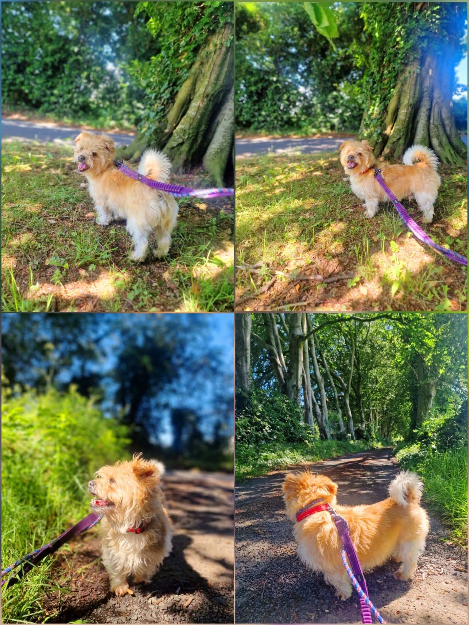 Freddie, a Cavalier x Bichon looking for a home through Mid Antrim Animal Sanctuary