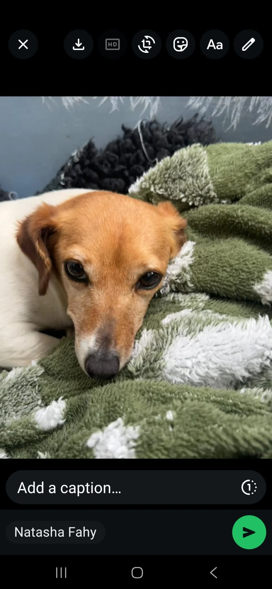 Skye, a Jack Russell Terrier looking for a home through Dogs in Distress