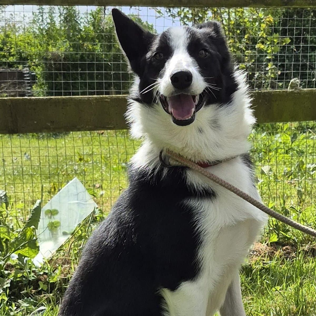 Biscuit, a Collie looking for a home through Ainmhithe Animal Rescue