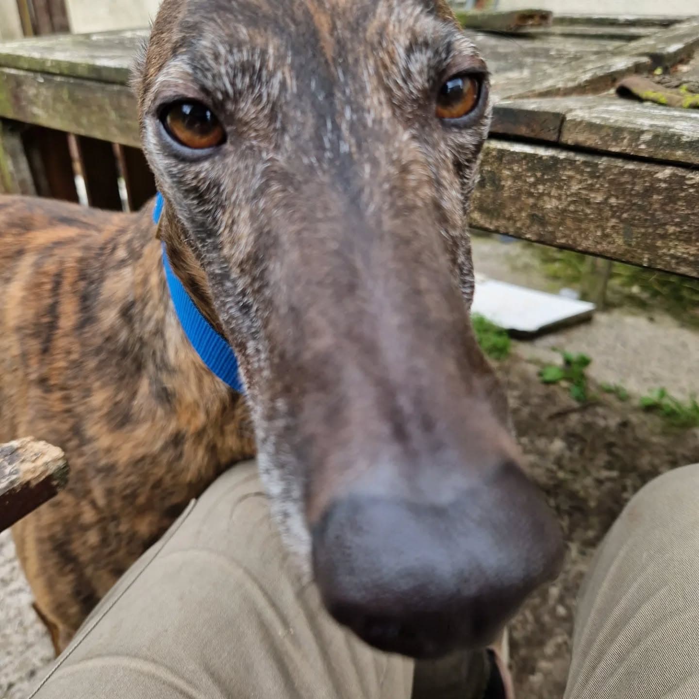 Suki, a Greyhound looking for a home through Clare Greyhound Sanctuary