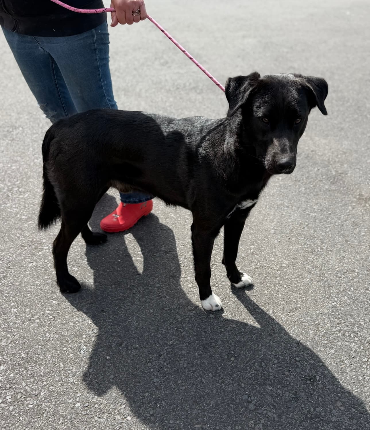 Bear, a Lab Cross looking for a home through Almost Home Animal Rescue NI