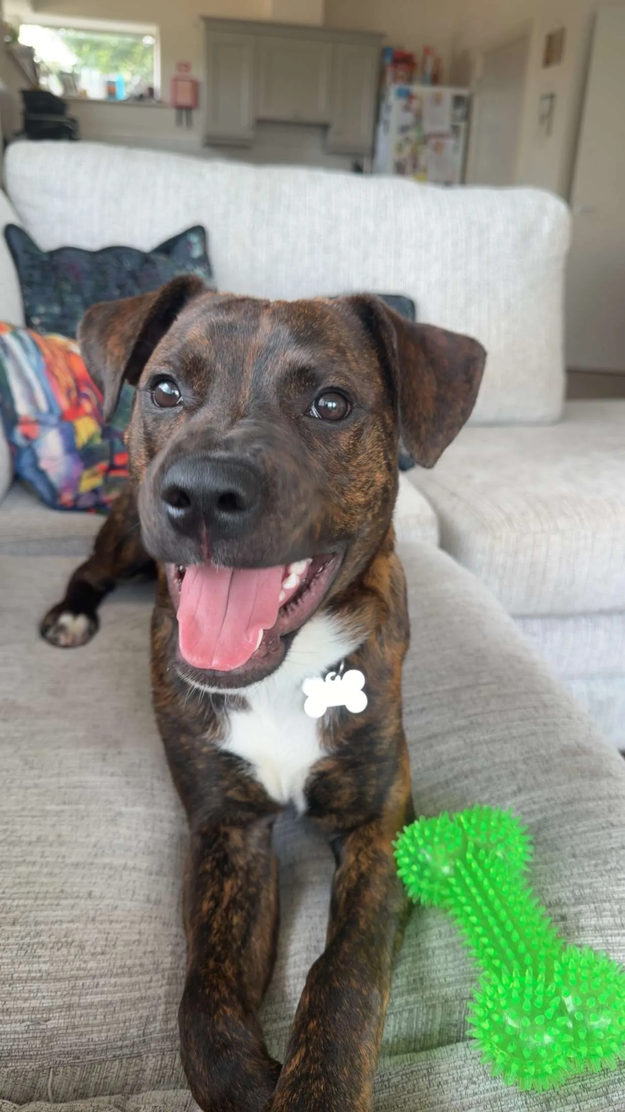 Benny, a Staffordshire Bull Terrier Cross looking for a home through NSPCA (formerly ISPCA / DSPCA)