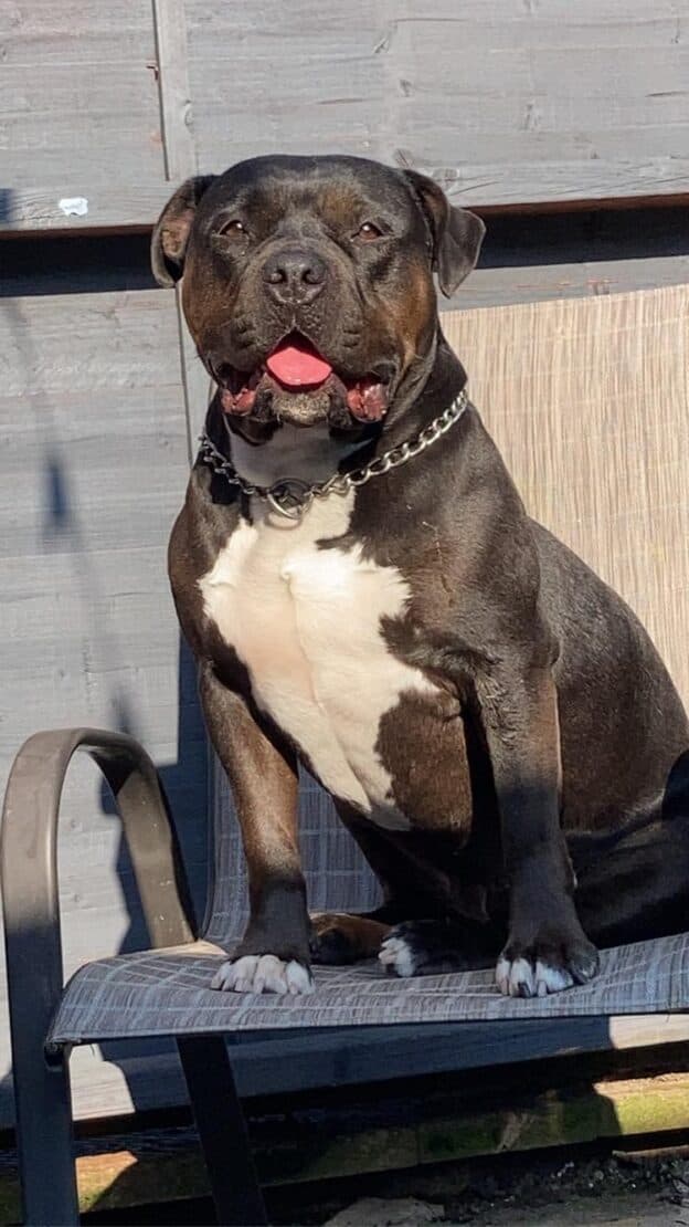 Kali, a American Bully looking for a home through West Cork Animal Welfare Group