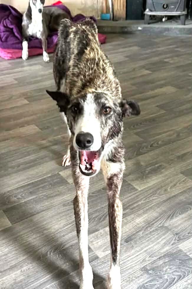Levi, a Lurcher looking for a home through West Cork Animal Welfare Group