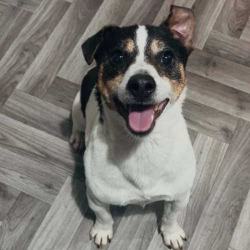 Bradley, a Crossbreed looking for a home through My Lovely Horse Rescue
