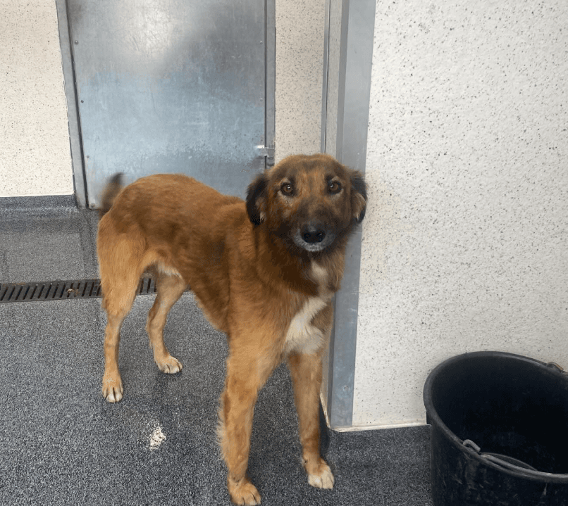 Butters, a Lurcher looking for a home through CSPCA (Cork SPCA)