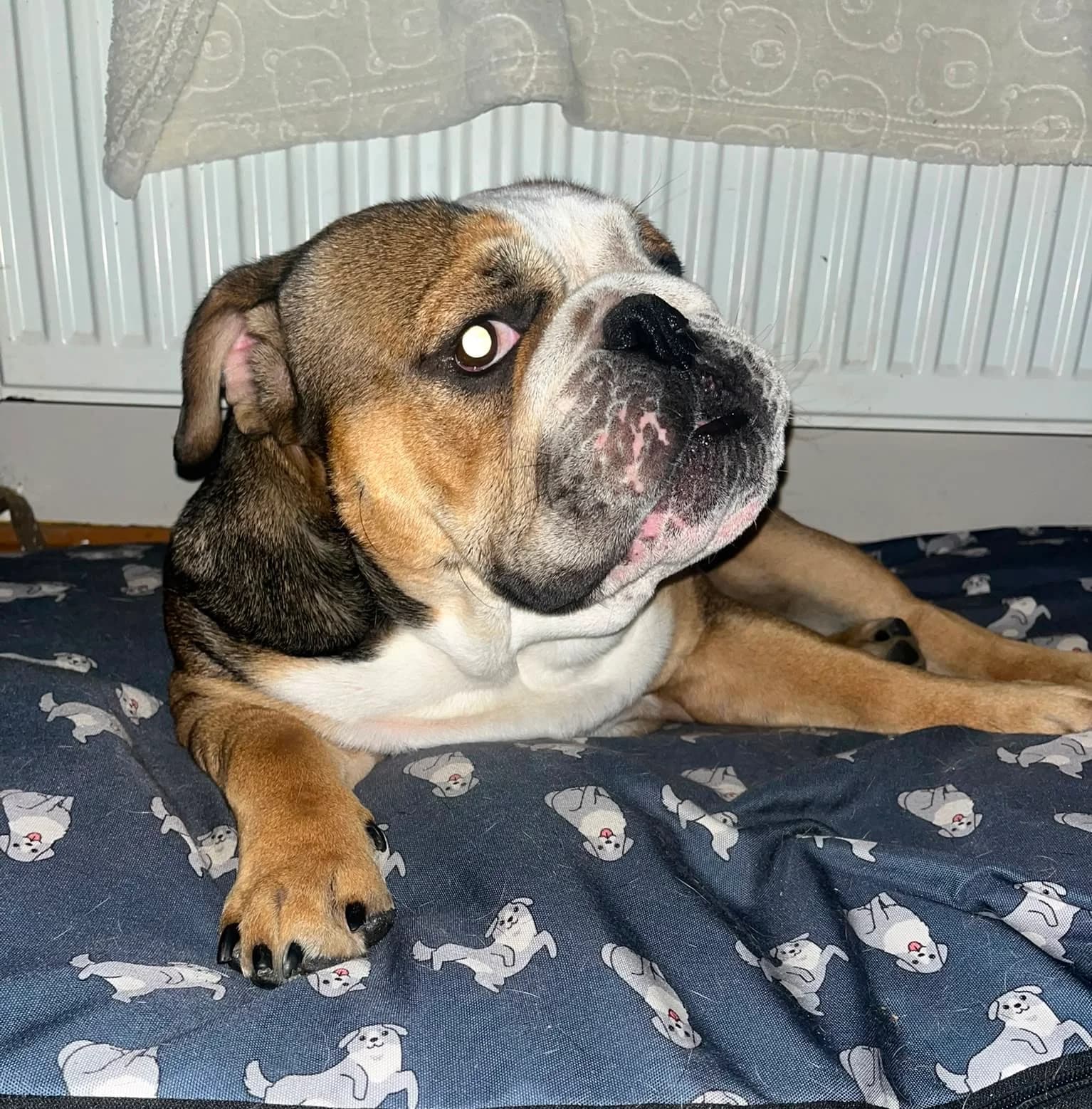 Mac, a English Bulldog looking for a home through Dogs in Distress