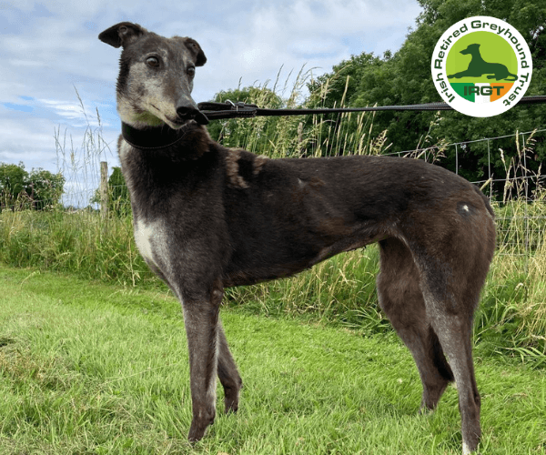 Diva, a Greyhound looking for a home through Irish Retired Greyhound Trust (IRGT)