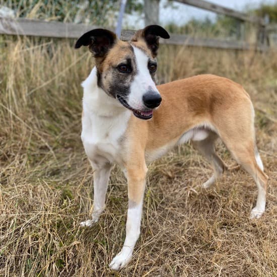Banjo, a Lurcher/Collie Cross looking for a home through Kildare and West Wicklow SPCA (KWWSPCA)
