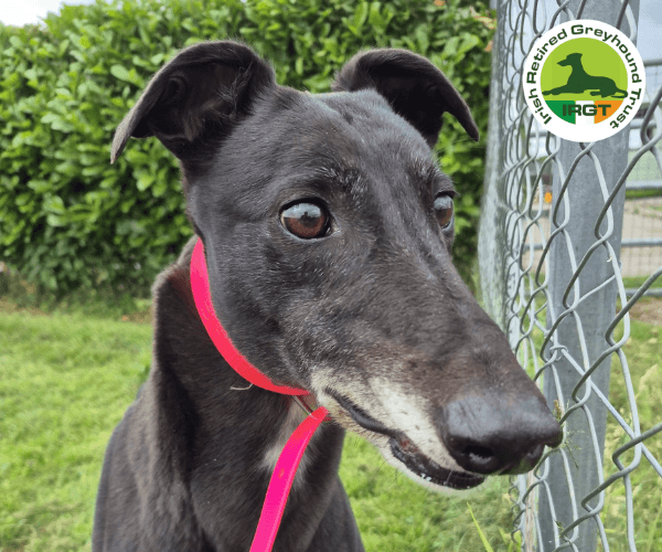 Strength, a Greyhound looking for a home through Irish Retired Greyhound Trust (IRGT)