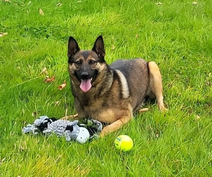 Fawn, a Crossbreed looking for a home through Dogs Angels Ireland