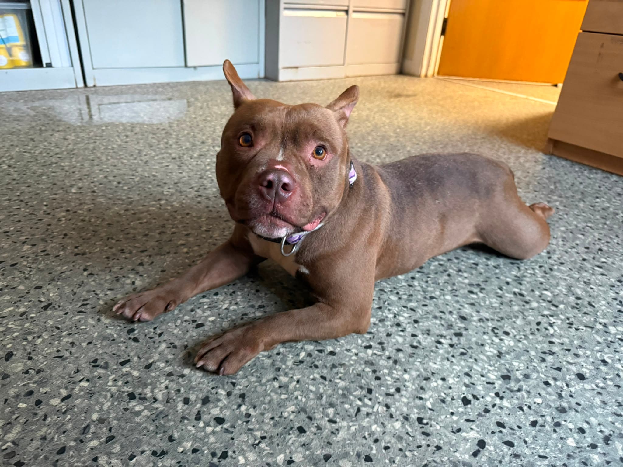 Winnie, a Pocket Bully looking for a home through Mid Antrim Animal Sanctuary