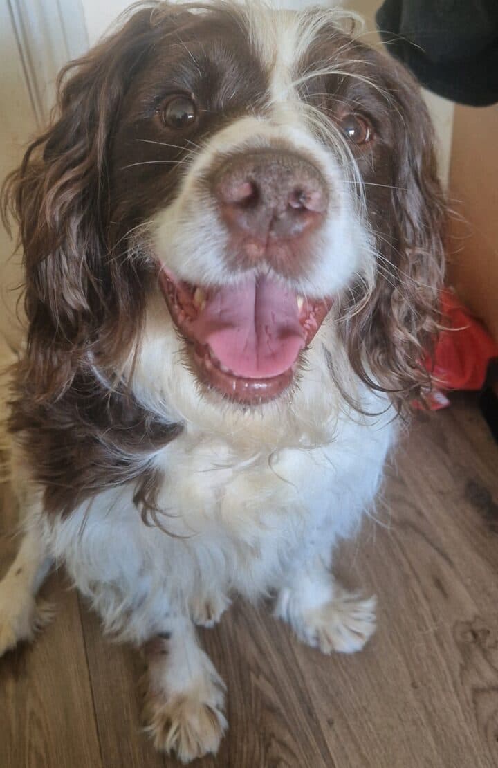 Wally, a Springer Spaniel looking for a home through West Cork Animal Welfare Group