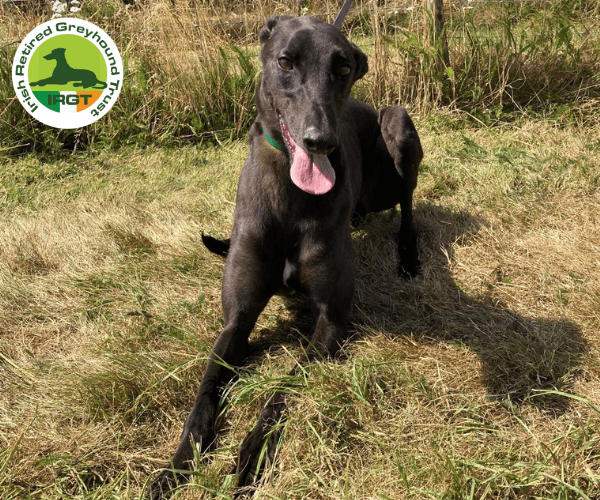 Prince, a Greyhound looking for a home through Irish Retired Greyhound Trust (IRGT)