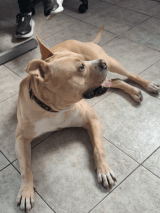 Buddy, a Staffie cross looking for a home through Longford Dog Pound