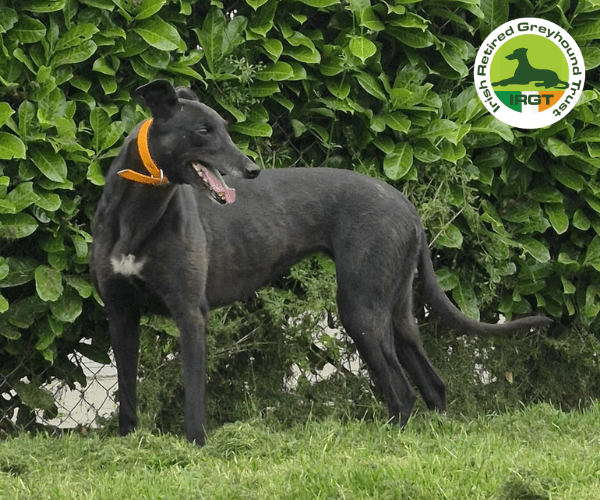 Disco, a Greyhound looking for a home through Irish Retired Greyhound Trust (IRGT)