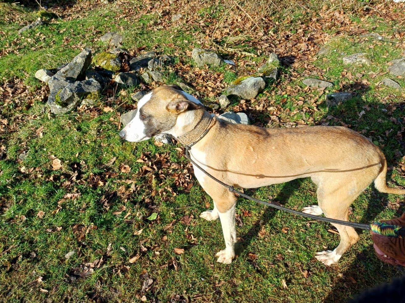 Luna, a Lurcher looking for a home through Burren Animal Rescue