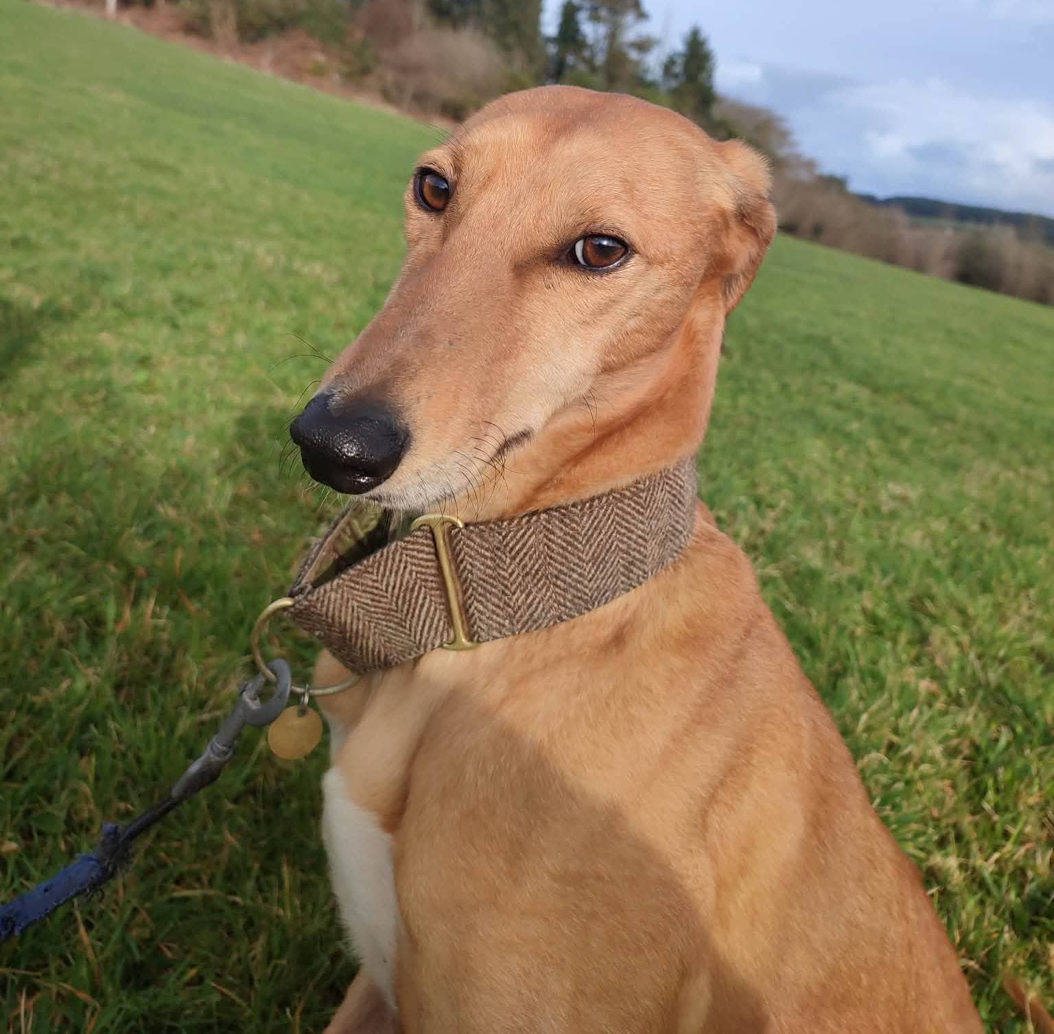 Joe, a Lurcher looking for a home through Cork Dog Action Welfare Group (DAWG)
