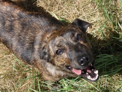 Sandcastle, a Crossbreed looking for a home through Dogs Trust Ireland