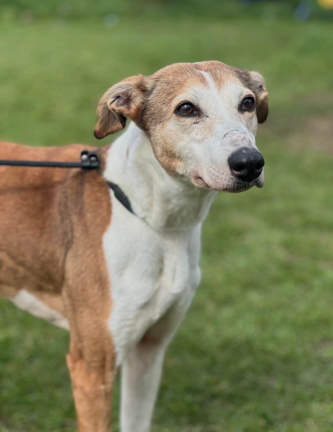 Katie, a Whippet Cross looking for a home through Almost Home Animal Rescue NI