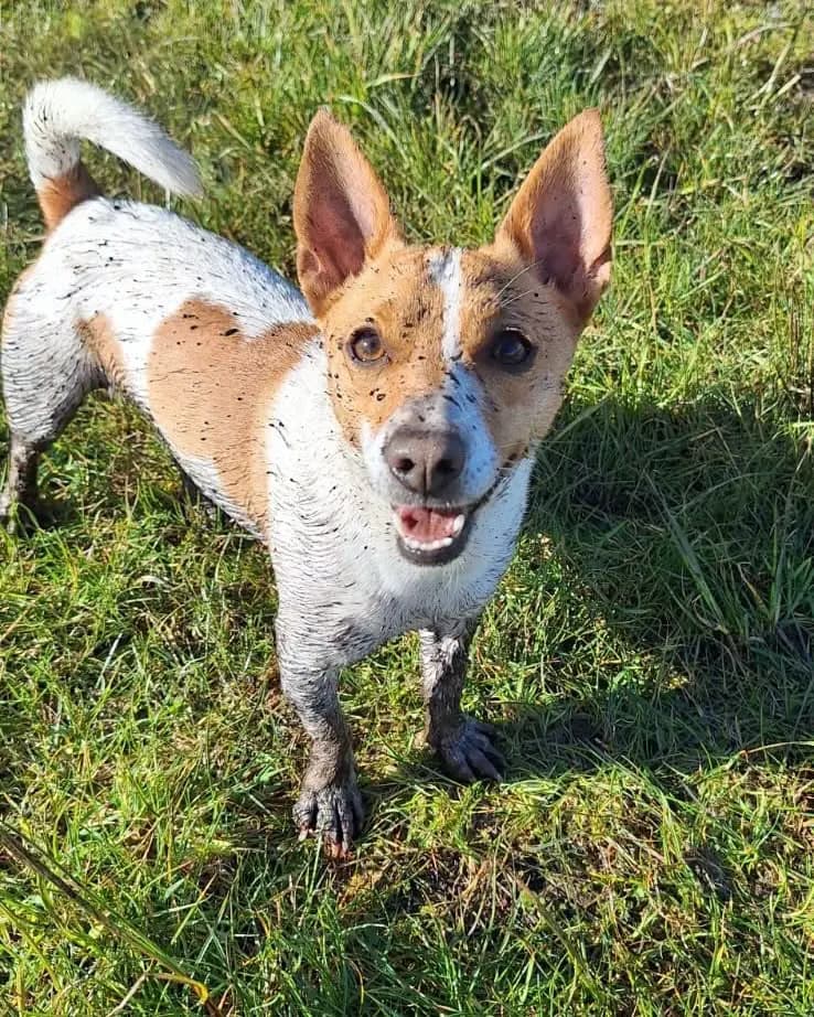 Bruce, a Crossbreed looking for a home through Renvyle Cat & Dog Rescue