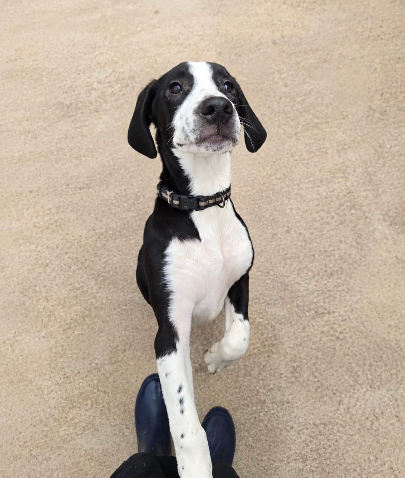 Crackle, a Heinz 57 Crossbreed looking for a home through Almost Home Animal Rescue NI