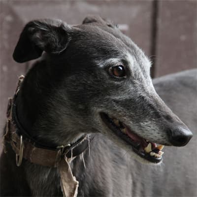Eila, a Greyhound looking for a home through Clare Greyhound Sanctuary
