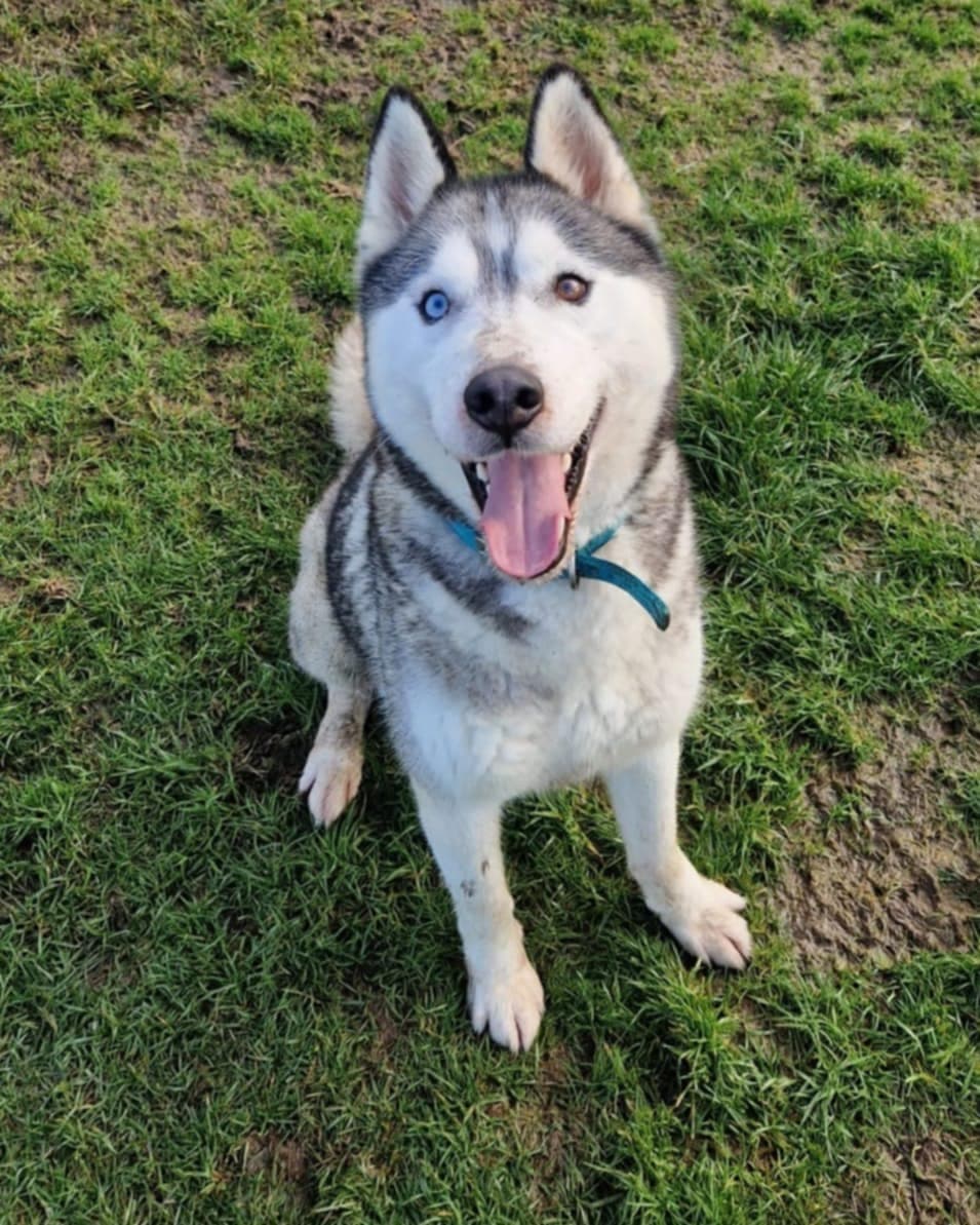 Frost, a Husky looking for a home through West Cork Animal Welfare Group