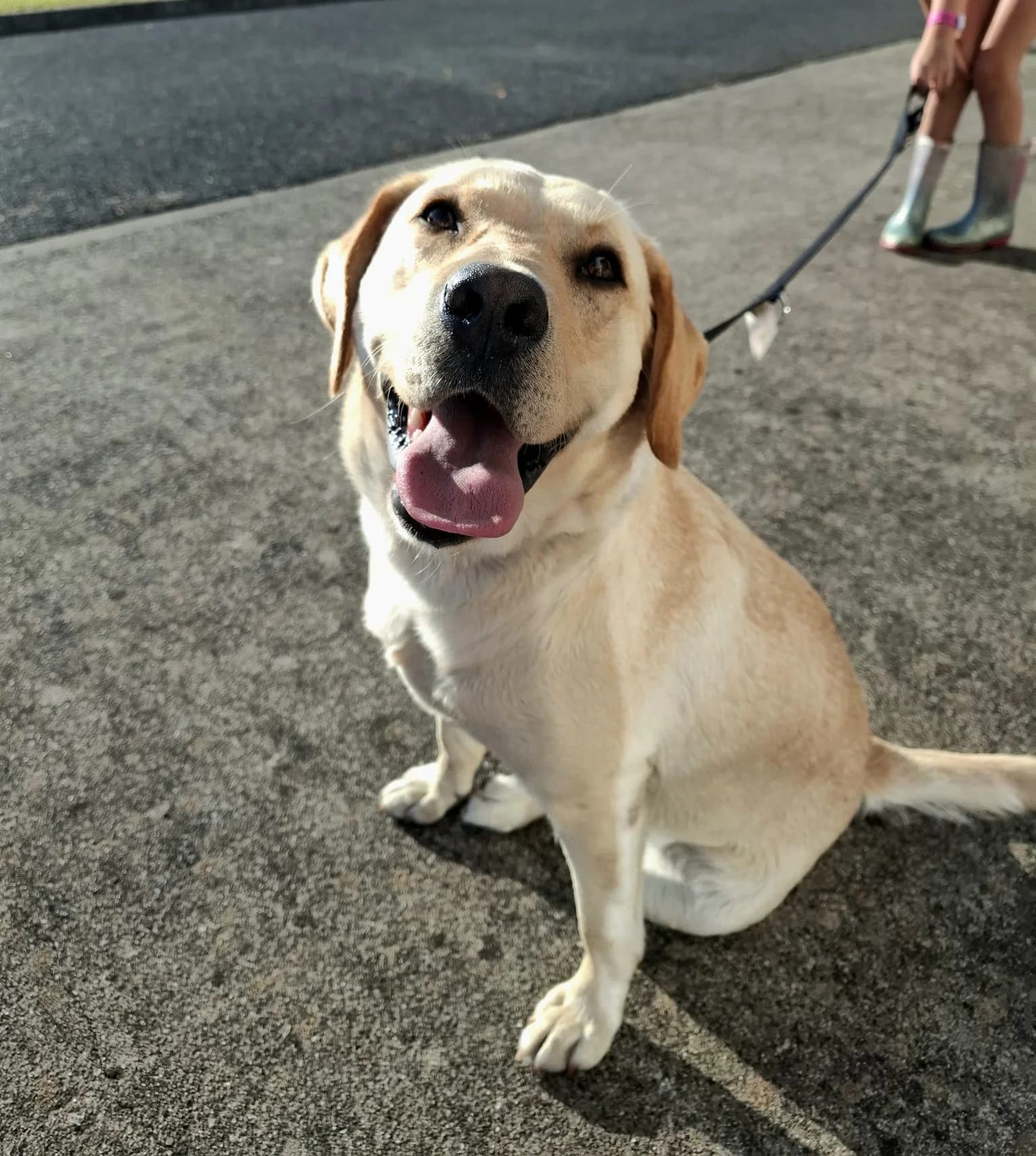 Bella, a Golden Labrador looking for a home through Dogs in Distress