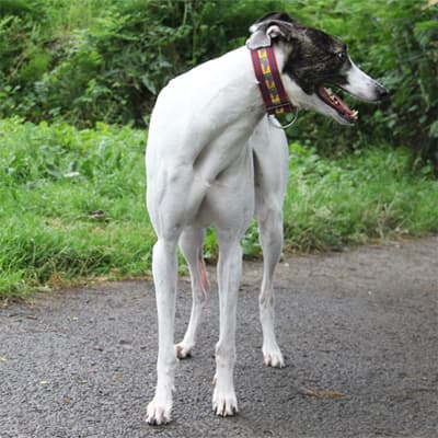 Coinneacht, a Greyhound looking for a home through Clare Greyhound Sanctuary