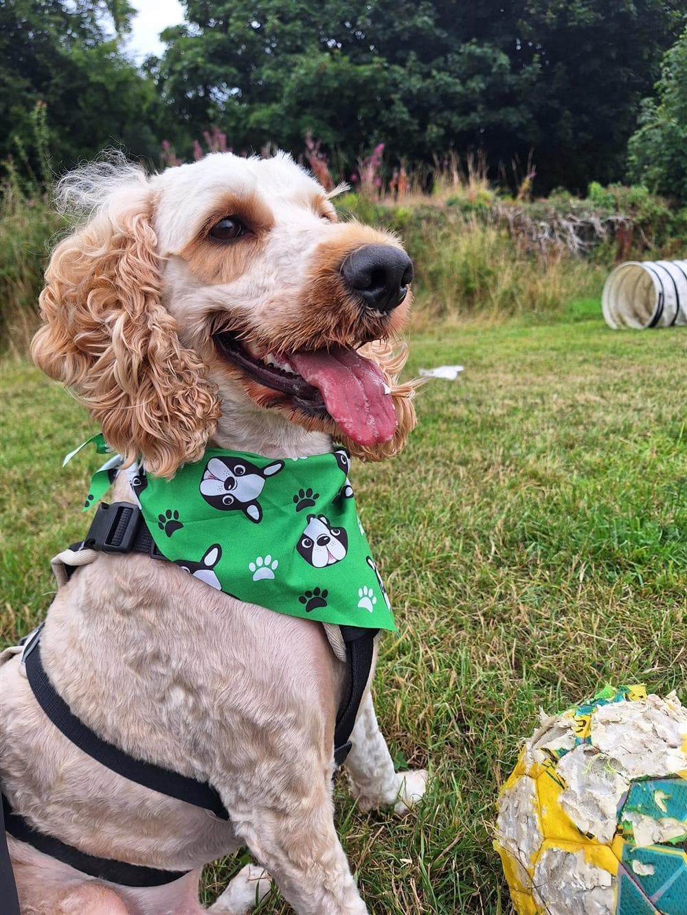Cooper, a Cockapoo looking for a home through Assisi Animal Sanctuary