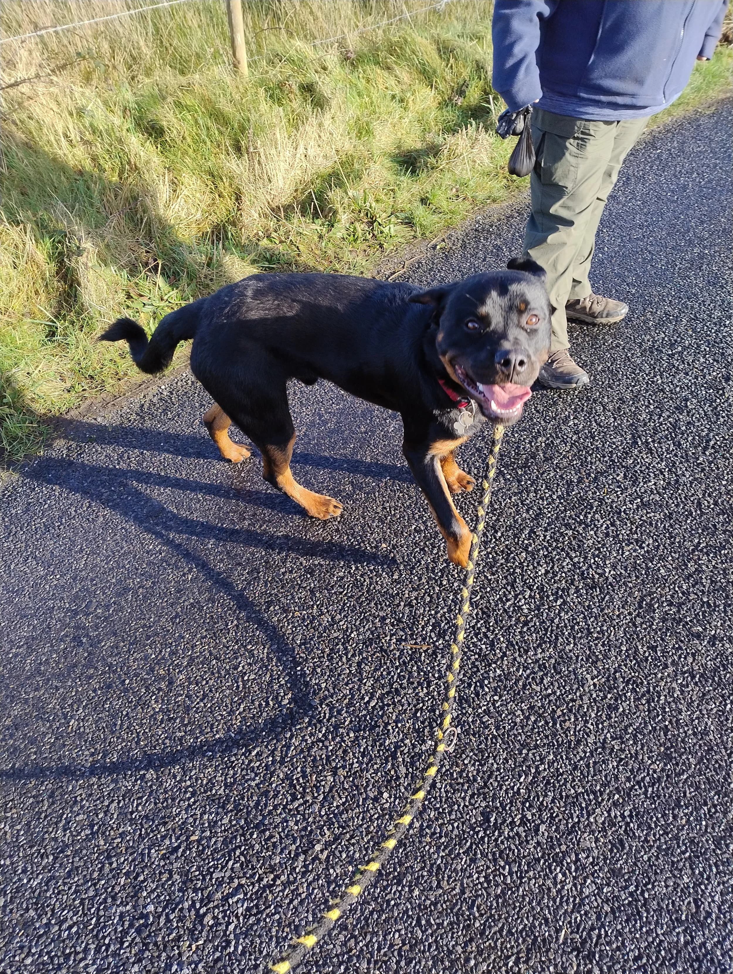 Monty, a Beagle looking for a home through CDPA (Cat and Dog Protection Association of Ireland)