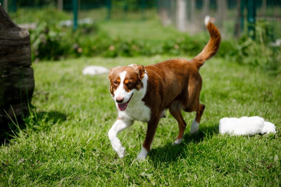Ruby, a Collie looking for a home through Roscommon SPCA