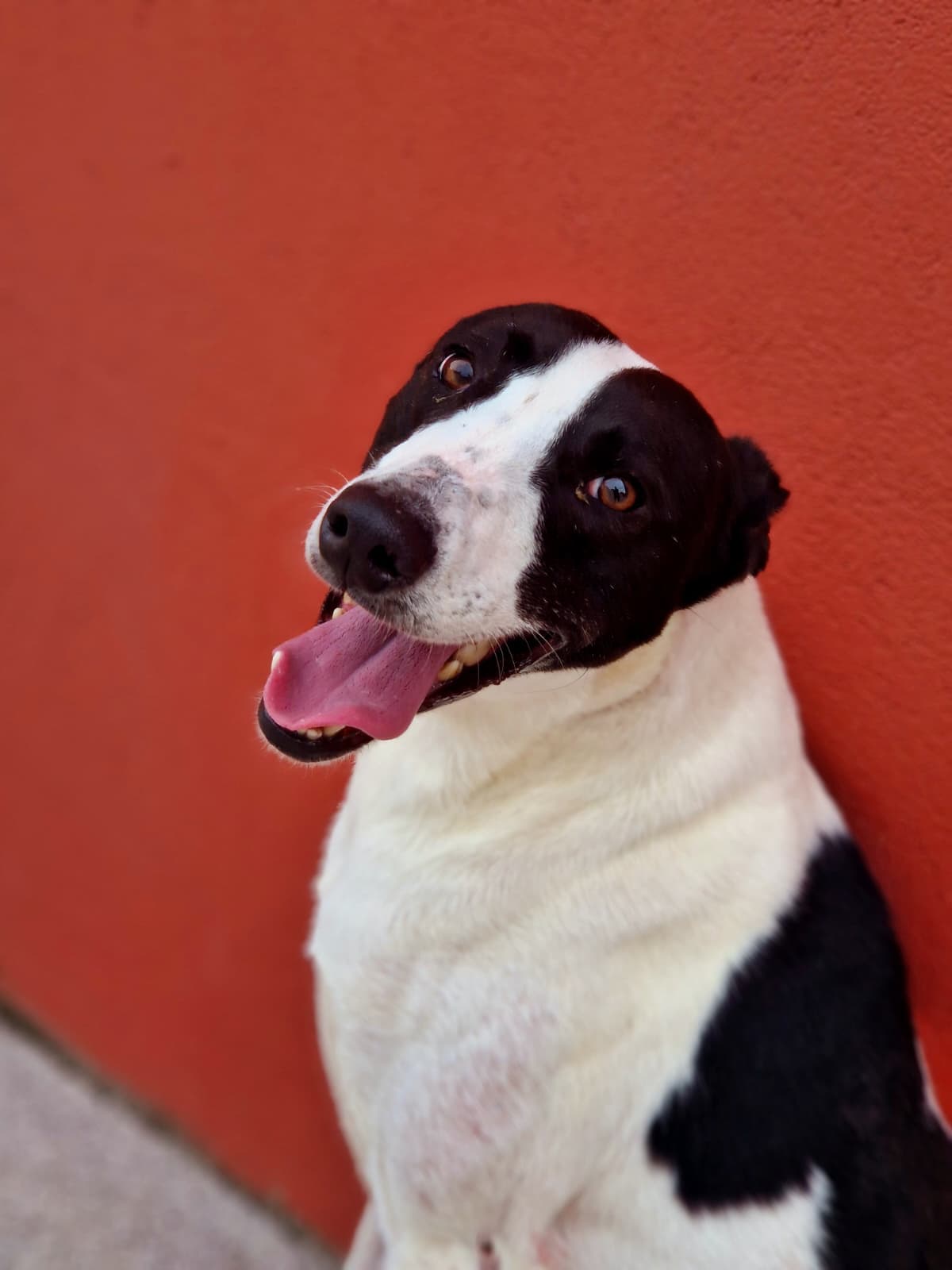 Hardy, a Lurcher looking for a home through CSPCA (Cork SPCA)