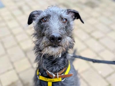 Frodo, a Greyhound Cross looking for a home through Dogs Trust Ballymena