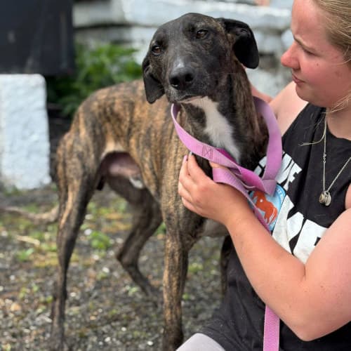 Scotty, a Crossbreed looking for a home through My Lovely Horse Rescue