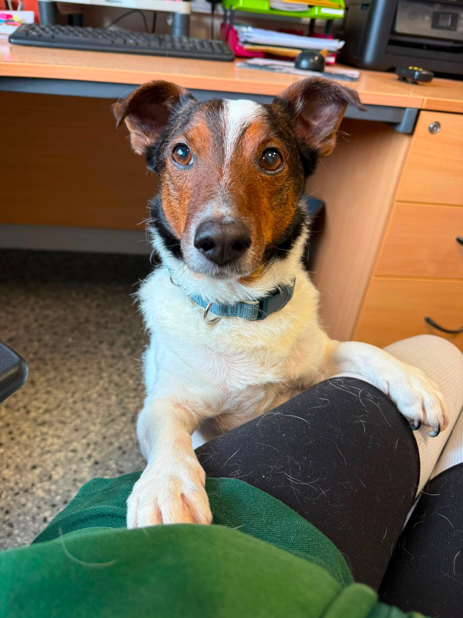 Percy, a JRT Cross looking for a home through Mid Antrim Animal Sanctuary