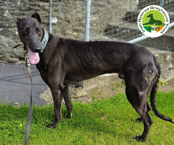 Cushie, a Greyhound looking for a home through Irish Retired Greyhound Trust (IRGT)