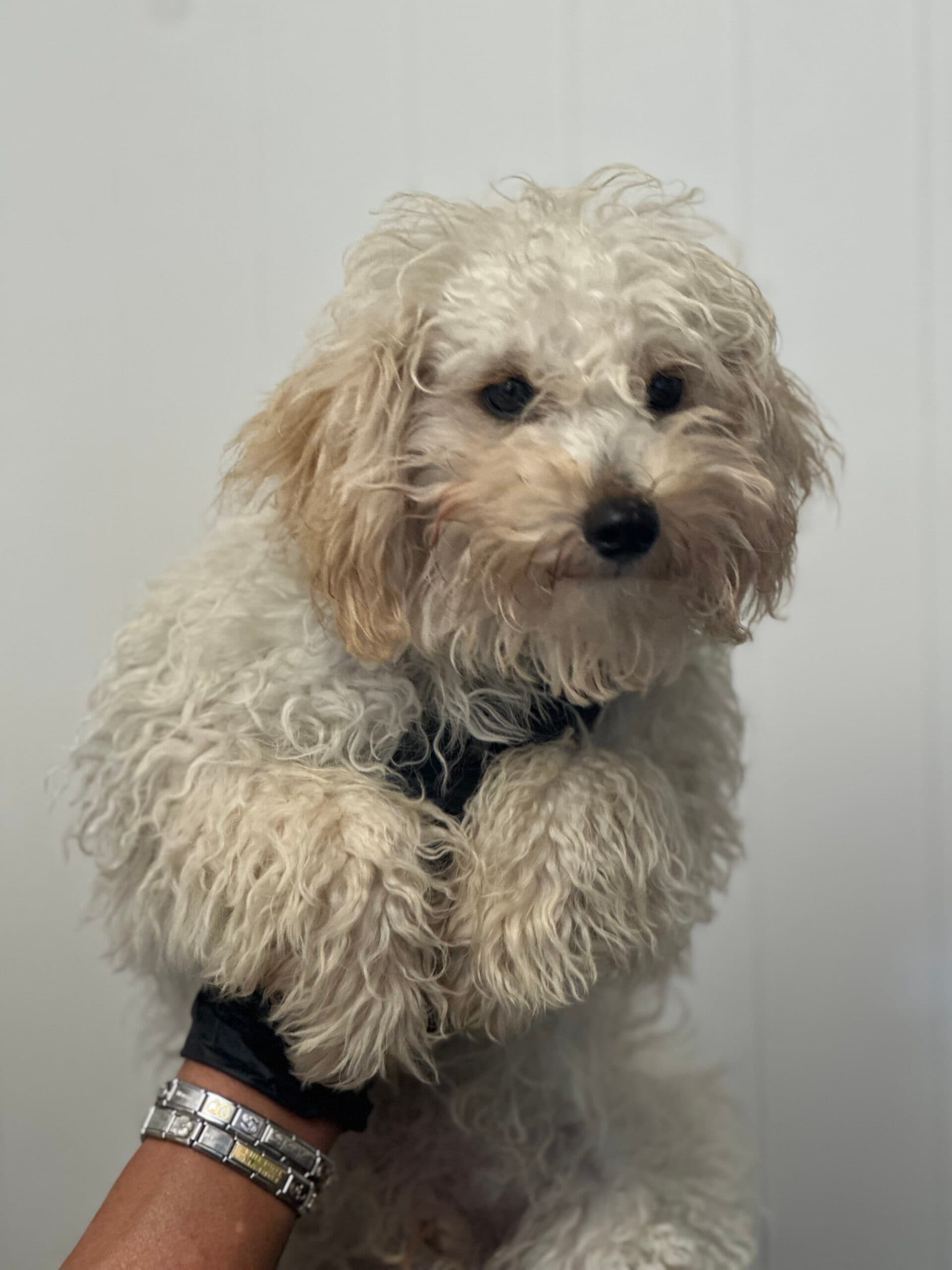Waffle, a Cockapoo looking for a home through Almost Home Animal Rescue NI