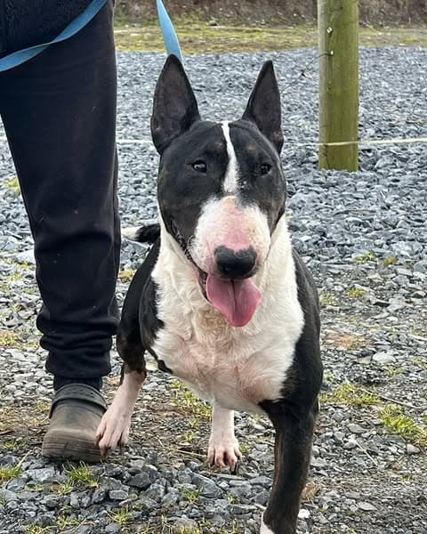 Rosie, a Bull Terrier looking for a home through Burren Animal Rescue