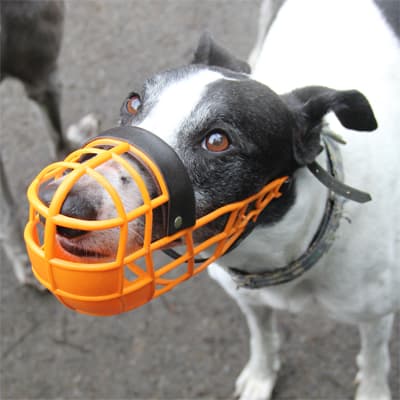 Sean, a Greyhound looking for a home through Clare Greyhound Sanctuary
