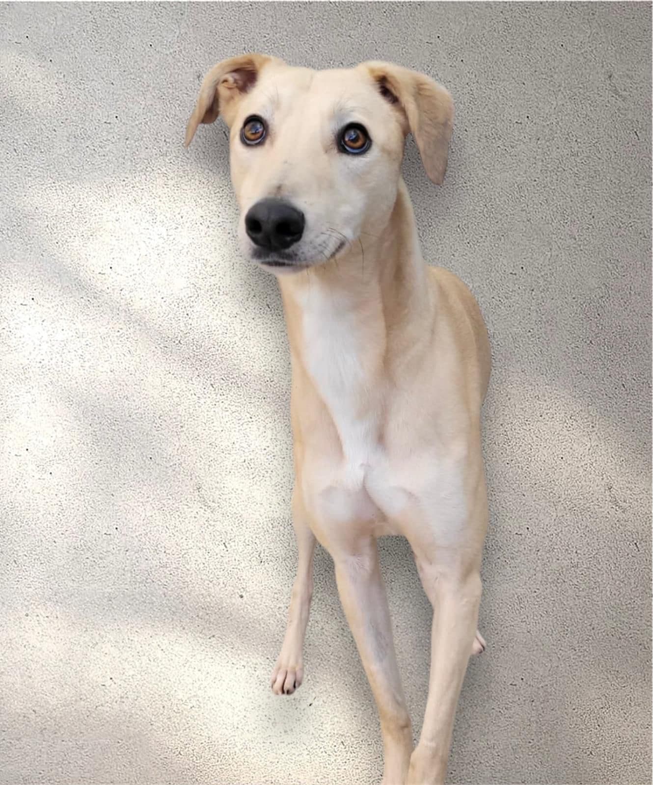 Paddy, a Lurcher Cross looking for a home through Almost Home Animal Rescue NI