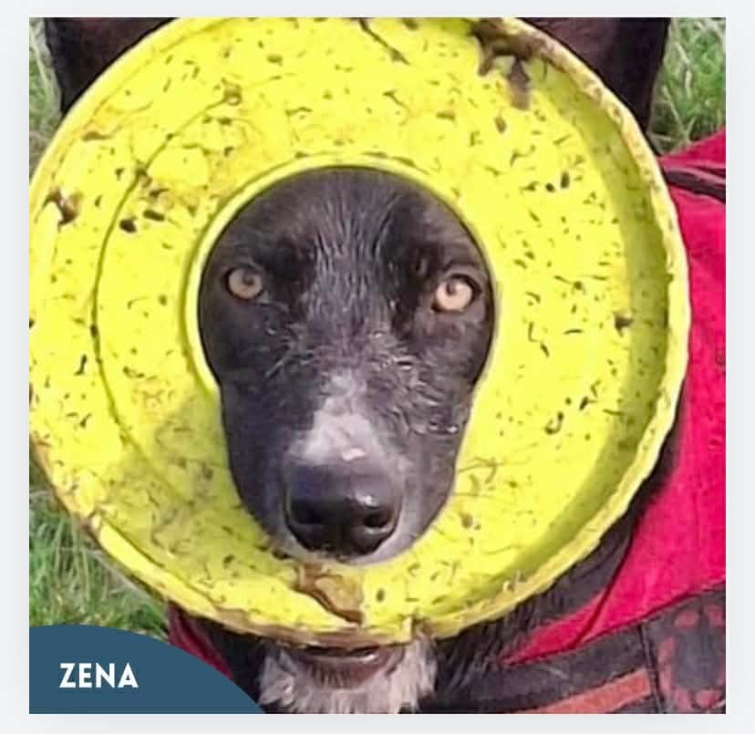 Zena, a German Shepherd Cross looking for a home through Mayo SPCA